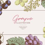 Hand drawn illustrations of various kind of grape with leaves, vintage graphic elements. Border template for wine list and winemaking banners