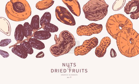 Téléchargez les photos : Assortiment de noix et de fruits secs dessinés à la main. Bordure horizontale, gabarit de conception de fond - en image libre de droit