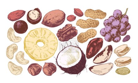Frutos secos y frutos secos ilustraciones dibujadas a mano, coloreadas y aisladas sobre fondo blanco