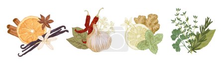 Téléchargez les photos : Herbes et épices disposées en groupes. Illustrations dessinées à la main, modèles de cadre - en image libre de droit