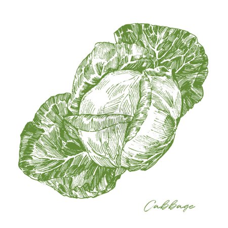 Grabado ilustración de col verde aislada sobre fondo blanco