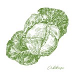 Engraving illustration of green cabbage isolated on white background