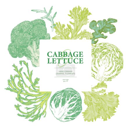 Hand drawn cabbage and lettuce. Engraved style graphic elements. Square frame border design