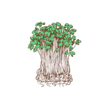 Foto de Dibujo grabado Microgreens, verduras de hoja verde aisladas sobre fondo blanco - Imagen libre de derechos