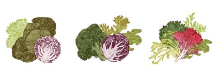 Vegetable sets, engraved illustration of cabbage, lettuce and microgreens