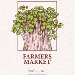 Farmers market poster design. Microgreens engraved illustration