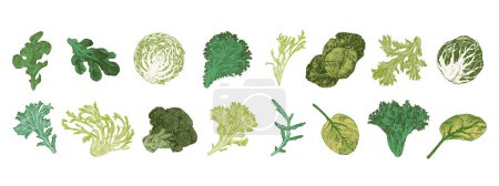 Téléchargez les photos : Illustrations gravées de chou et de laitue. Grand ensemble de légumes - en image libre de droit