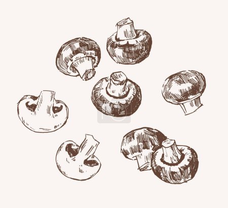 Téléchargez les photos : Ensemble de champignons champignon entiers et tranchés, illustration dessinée à la main - en image libre de droit