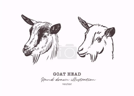 Téléchargez les photos : Tête de chèvre vecteur dessiné à la main, illustration animale de ferme, style gravé - en image libre de droit