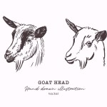 Goat head hand drawn vector, farm animal illustration, engraved style