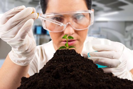 Foto de Primer plano del científico agrícola vertiendo líquido en una planta que trabaja en laboratorio, enfoque selectivo en la planta - Imagen libre de derechos