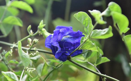Flower of butterfly pea blooming at tree