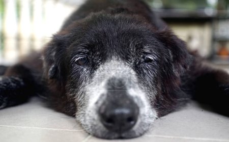 Foto de Cerca de cara de perro negro tumbado en el suelo - Imagen libre de derechos