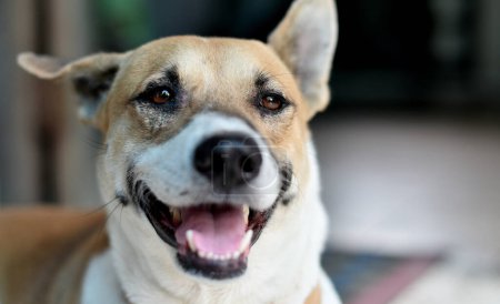 Téléchargez les photos : Portrait d'animal, Gros plan du visage sourire de chien - en image libre de droit