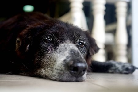 Téléchargez les photos : Portrait de chien noir allongé avec vue à angle bas - en image libre de droit