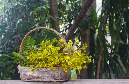 Téléchargez les photos : Belle fleur de gousse de cuivre thaïlandaise dans un panier en osier avec fond de jardin vert - en image libre de droit