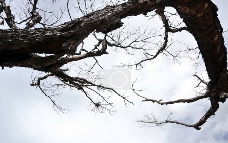 Téléchargez les photos : Arbre sans feuilles avec fond nuageux, fond effrayant - en image libre de droit