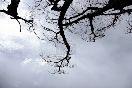 Téléchargez les photos : Arbre sans feuilles avec nuages fond ciel, fond effrayant - en image libre de droit