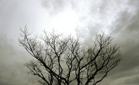 Téléchargez les photos : Plateau d'arbre sans feuilles avec soleil dans le fond des nuages - en image libre de droit