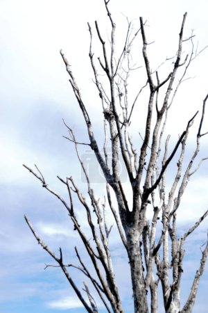Téléchargez les photos : Arbre sans feuilles avec nuages fond ciel, Fond nature - en image libre de droit
