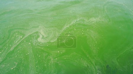Photo for Abstract background, Plankton bloom sea - Royalty Free Image