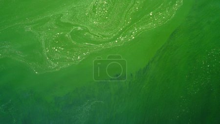 Téléchargez les photos : Fond abstrait, Plankton bloom sea - en image libre de droit