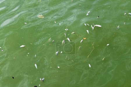Téléchargez les photos : Groupe de poissons morts flottant dans la mer de fleurs de plancton - en image libre de droit