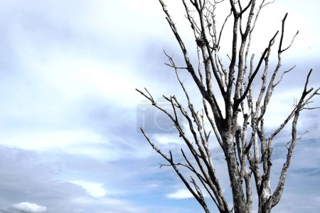 Téléchargez les photos : Arbre sans feuilles avec nuages fond ciel, Fond nature - en image libre de droit