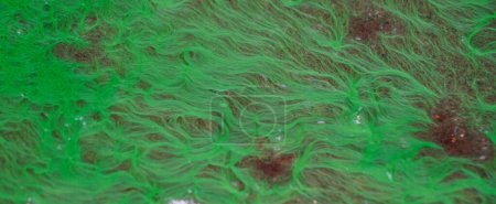 Photo for Algae pattern on wet ground, Abstract background - Royalty Free Image