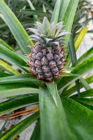 Azores, Pineapple fruit in a traditional Azorean greenhouse plantation at Sao Miguel Island in The Azores