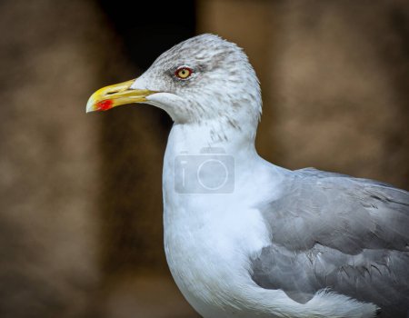 Closeup of a seagull as a portrait