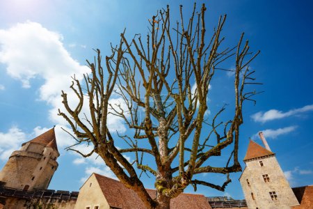 Photo for Old tree in court over walls and towers of Blandy-les-Tours castle France - Royalty Free Image