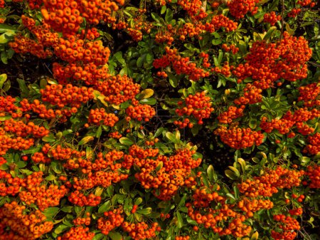 Téléchargez les photos : Grand groupe de baies d'aubépine de rowan ou pyracantha rogersiana orange à l'automne - en image libre de droit