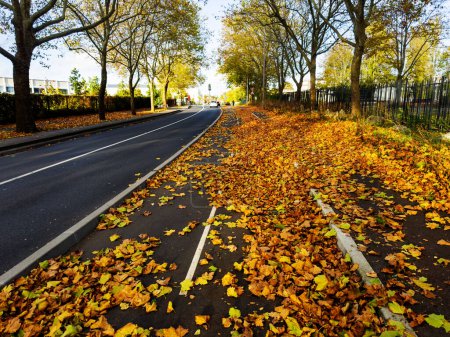 Téléchargez les photos : Voie cyclable recouverte de feuilles d'automne orange et jaune en milieu urbain - en image libre de droit