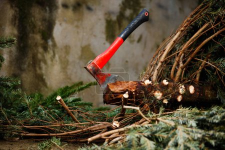 Axe in the trunk of Christmas fir tree cut down for new year celebrations