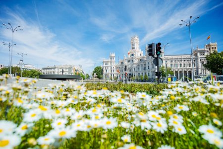 Photo for Cibeles Palace or in Spanish formally Palacio de Comunicaciones building view through chamomile flowers in Madrid, Spain - Royalty Free Image