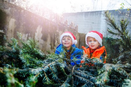 Foto de Retrato de cerca de dos niños felices con sombreros de Santa Claus y atuendo de invierno tirando del árbol de Navidad para la celebración de Año Nuevo con grandes sonrisas - Imagen libre de derechos