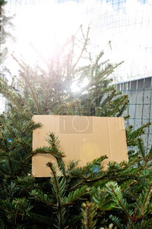 Photo for Close-up copy spaced cardboard in Christmas tree at new year market over sunlight with flare - Royalty Free Image