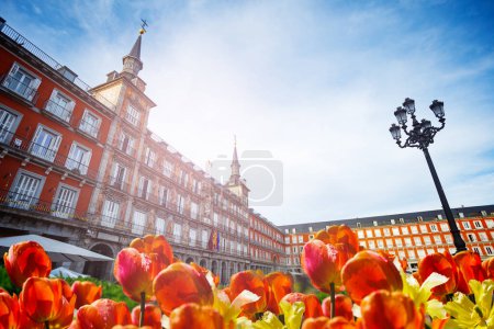 Téléchargez les photos : La Plaza Mayor ou Place de la Ville grand espace public au coeur de Madrid, la capitale de l'Espagne vue à travers les tulipes - en image libre de droit