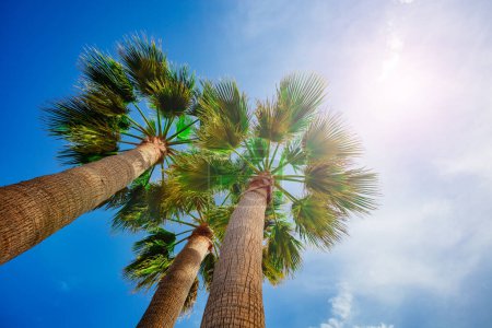 Téléchargez les photos : Trois palmiers feuilles sur un soleil brillant et bleu ciel d'été vue d'en bas - en image libre de droit