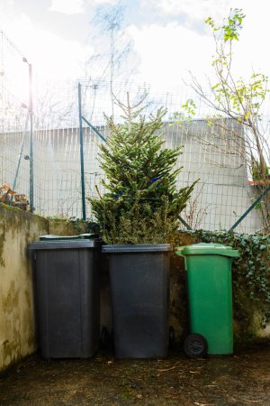 Foto de Árbol de Navidad desechado siendo tirado a la basura en un cubo de basura en la calle después de la celebración de las fiestas - Imagen libre de derechos