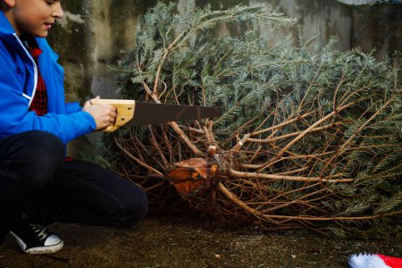 Téléchargez les photos : Image en gros plan d'un garçon tenant une scie près d'un arbre de Noël abattu avec des branches et un tronc prêts pour les célébrations - en image libre de droit