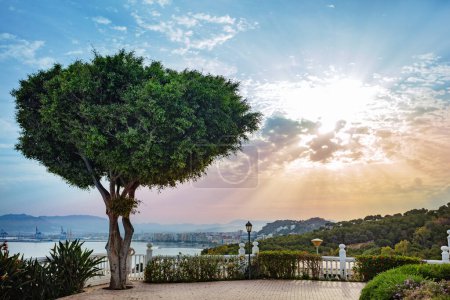Téléchargez les photos : Côte sud espagnole et la ville de Malaga dans les lumières du coucher du soleil vue de la promenade avec grand arbre vert - en image libre de droit