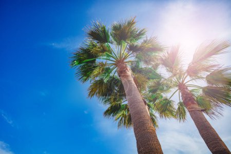 Foto de Grupo de 3 hojas de palmeras sobre sol brillante y vista azul del cielo de verano desde abajo - Imagen libre de derechos