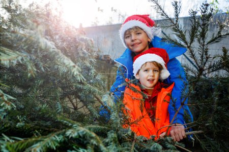 Foto de Retrato de cerca de dos niños felices, niños con sombreros de Santa Claus y atuendo de invierno tiran del árbol de Navidad para la celebración de Año Nuevo con grandes sonrisas - Imagen libre de derechos
