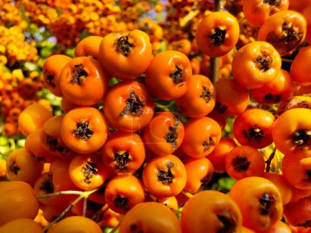 Téléchargez les photos : Macro de rowan ou pyracantha rogersiana baies d'aubépine orange pendant la saison d'automne - en image libre de droit