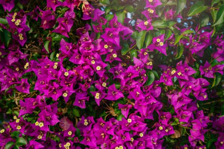 Foto de Racimos radiantes hermosos de Bougainvillea spectabilis de papel florece en cascada en una voilet antidisturbios y color púrpura con las hojas verdes exuberantes - Imagen libre de derechos