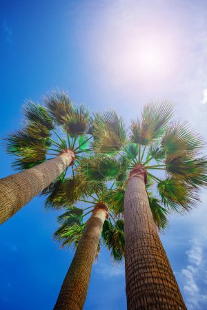 Téléchargez les photos : Été esprit paumes troncs et feuilles sur soleil brillant brillant avec vue sur le ciel bleu d'en bas - en image libre de droit
