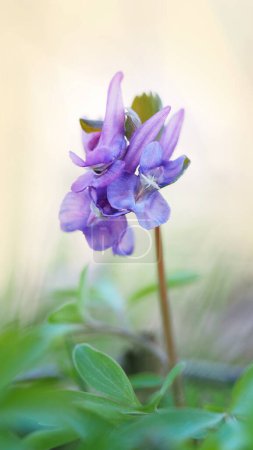 flor de corydalis. fondo floral colorido. flor púrpura en el bosque