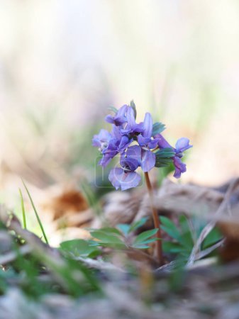 fleur de corydalis. fond floral coloré. fleur violette dans la forêt